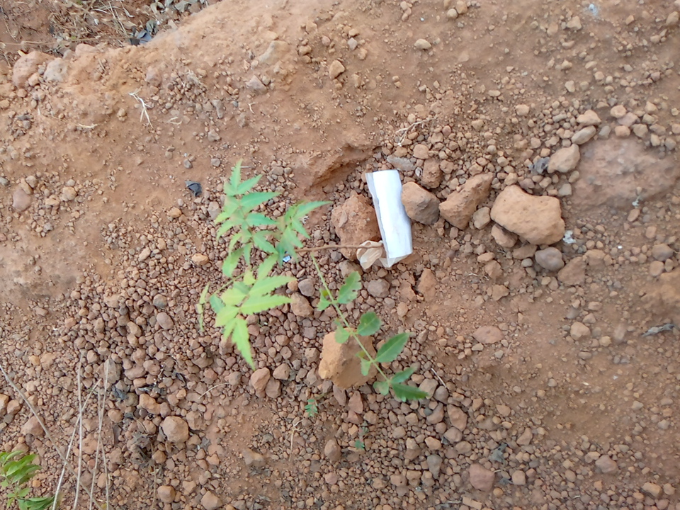 tree