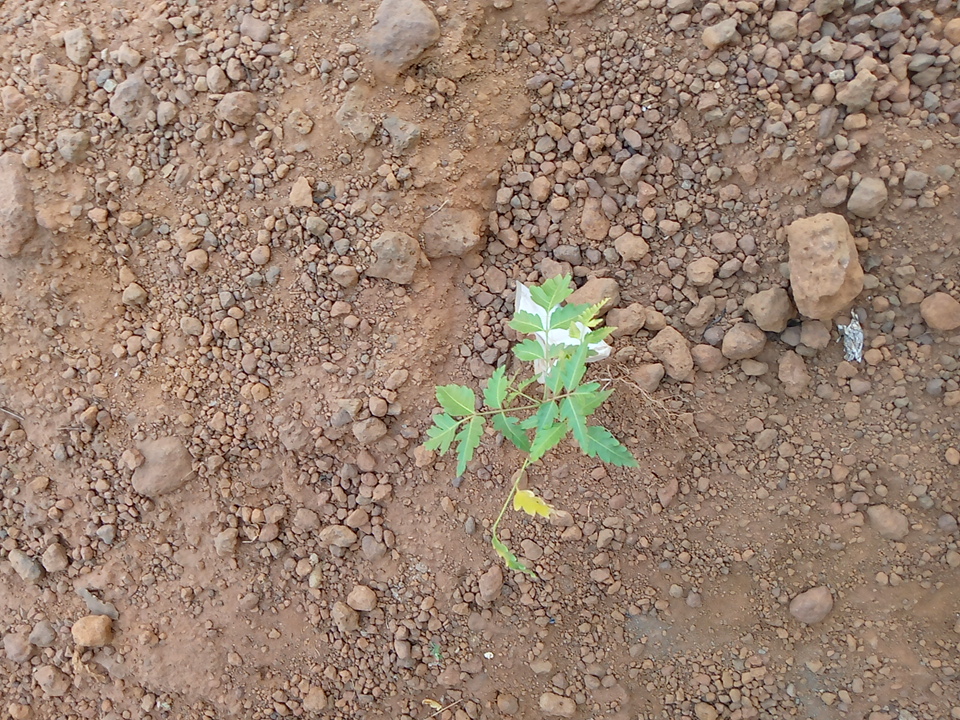 tree