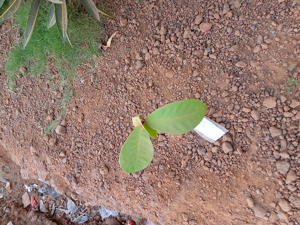 tree