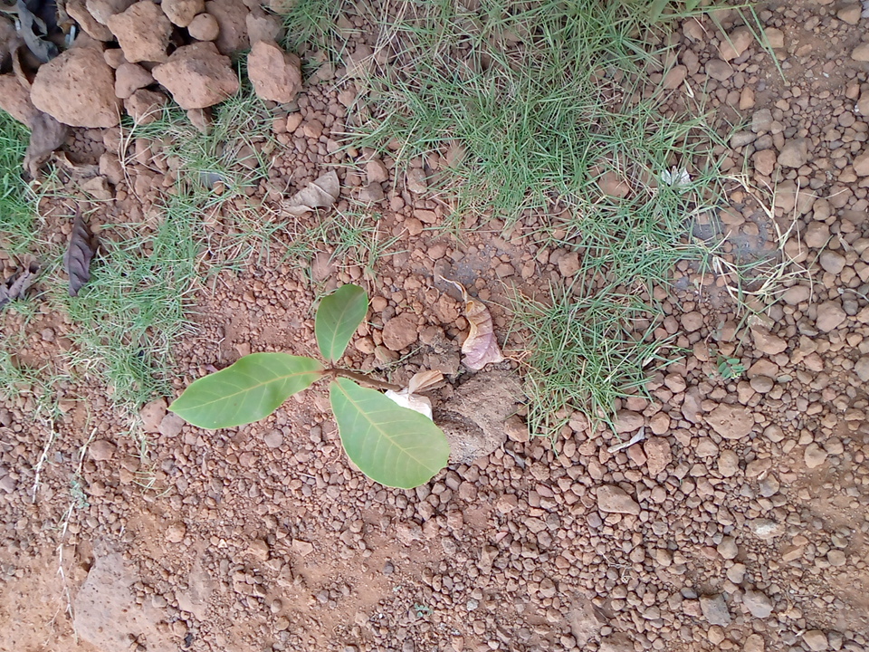 tree