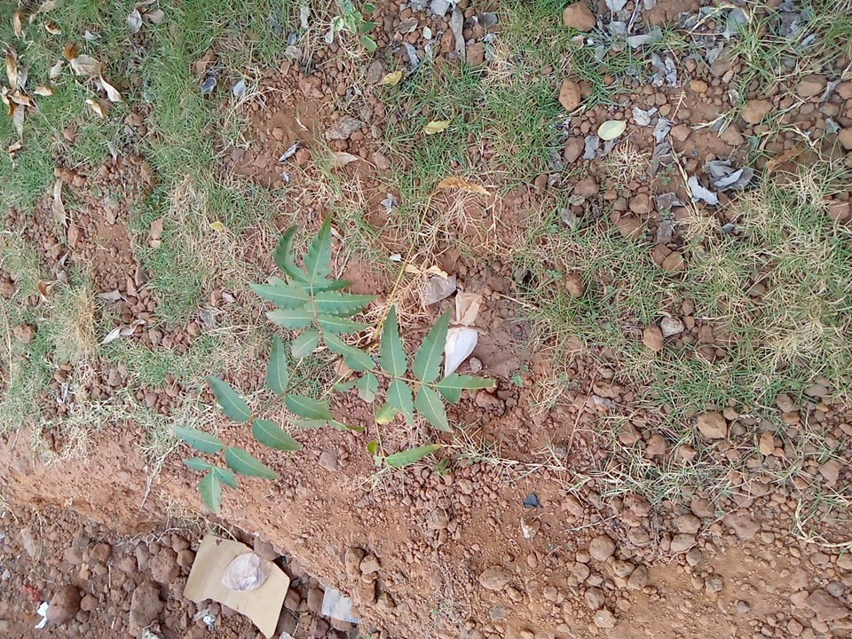 tree
