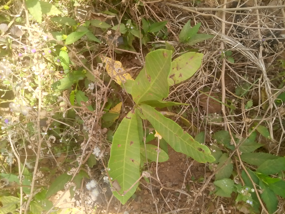 tree