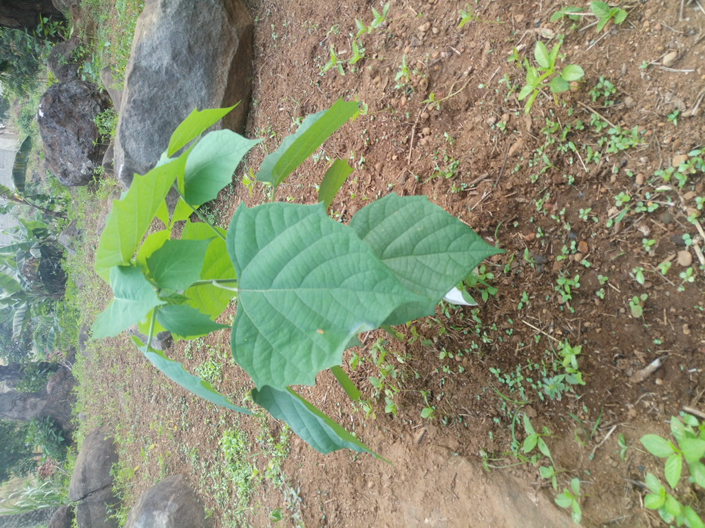 tree