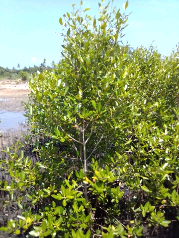 tree