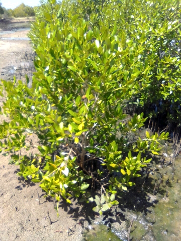 tree