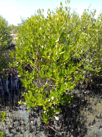 tree