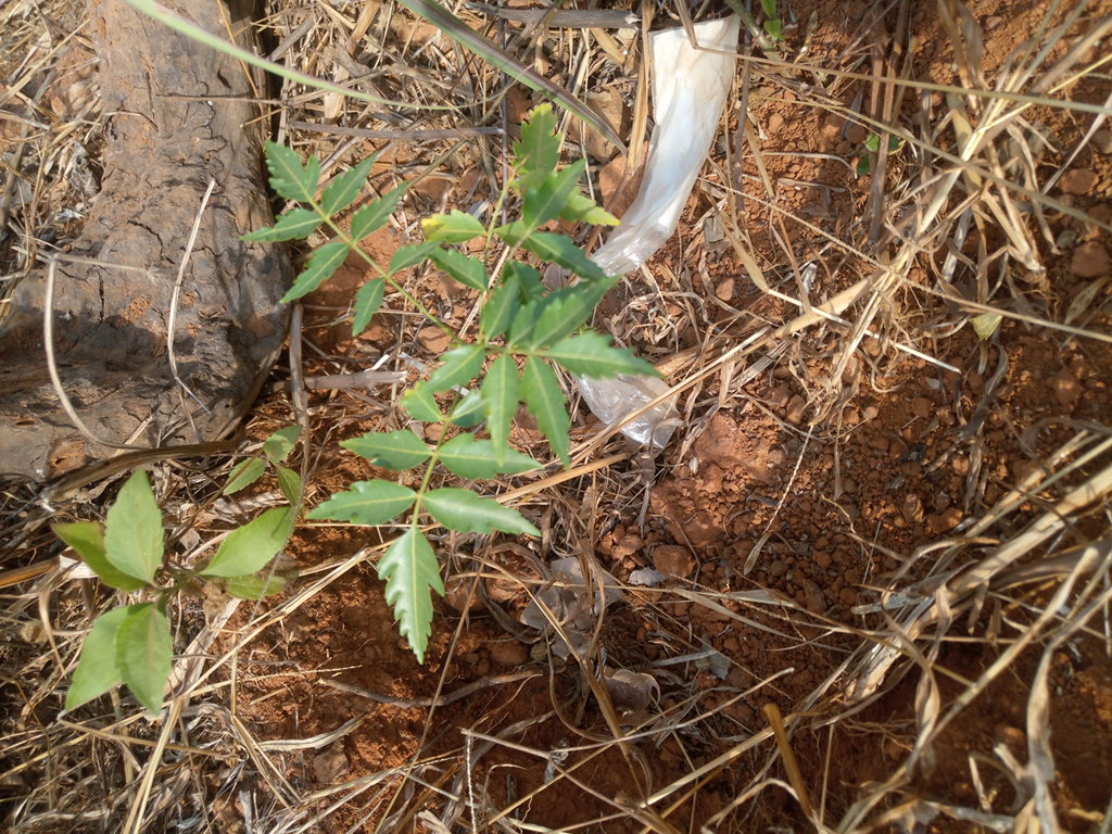 tree