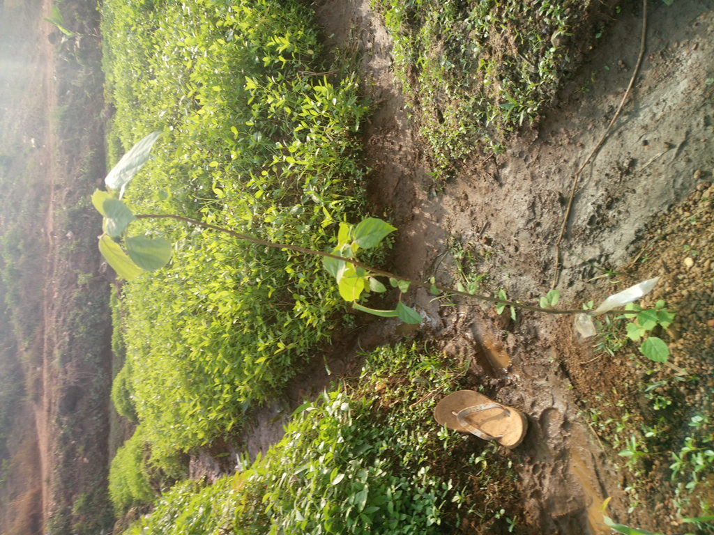 tree