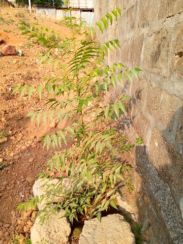 tree