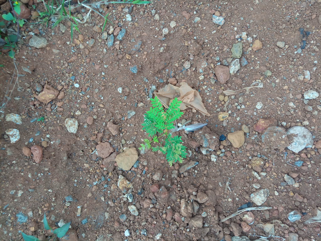 tree