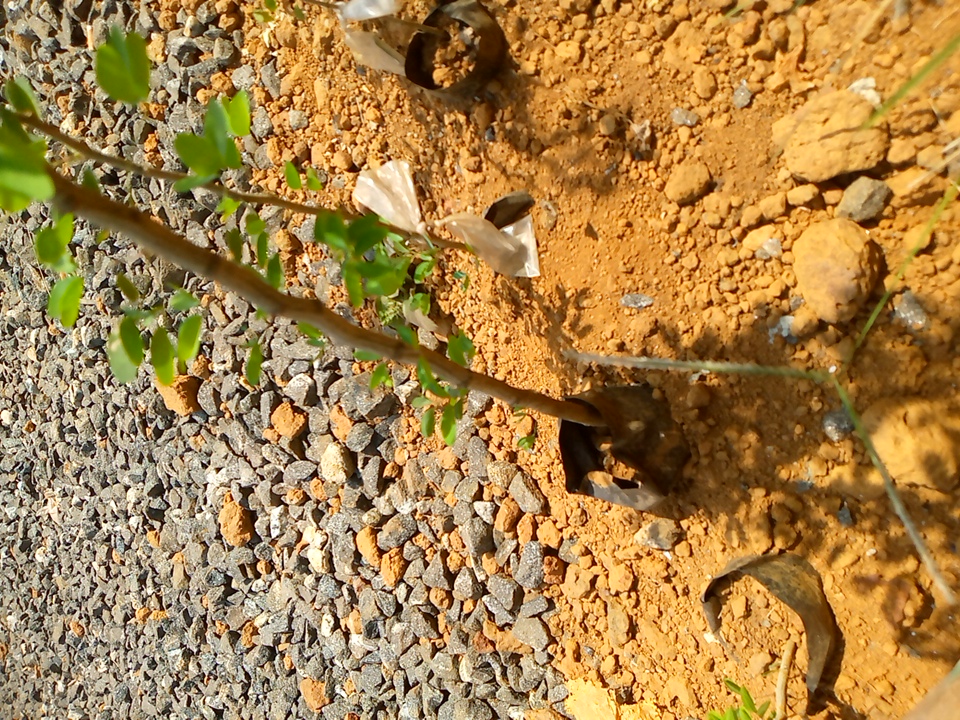 tree