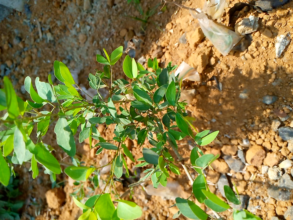 tree