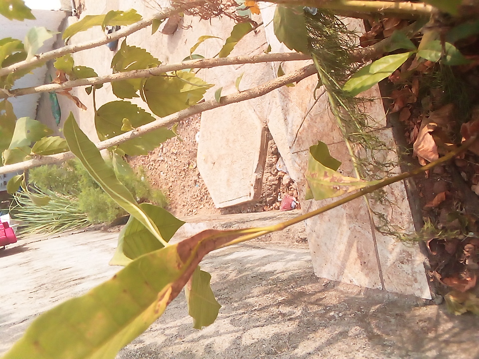 tree