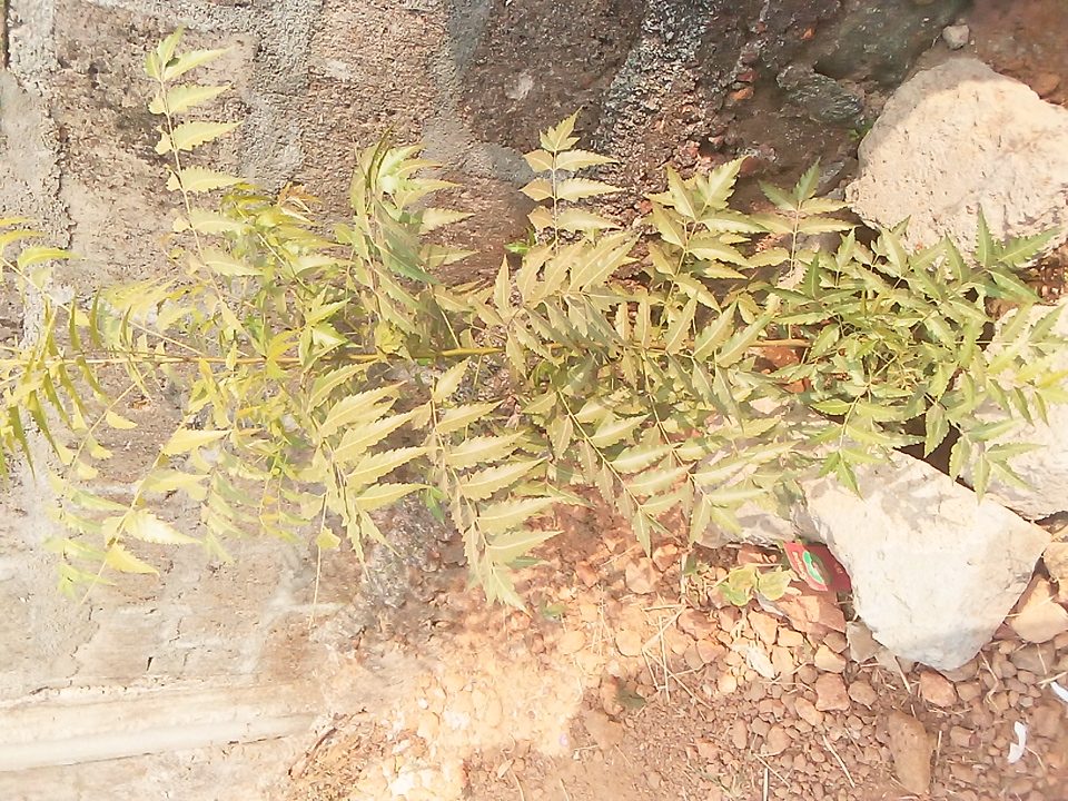 tree