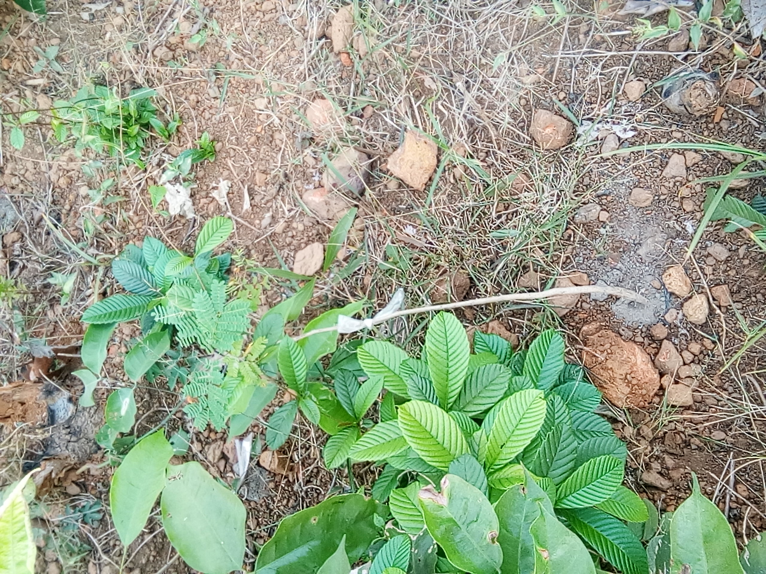 tree