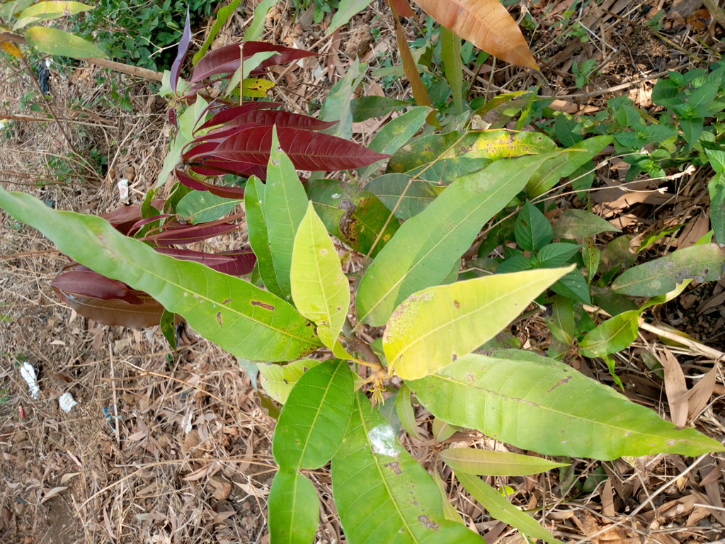 tree