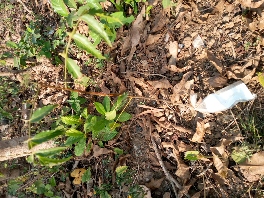 tree