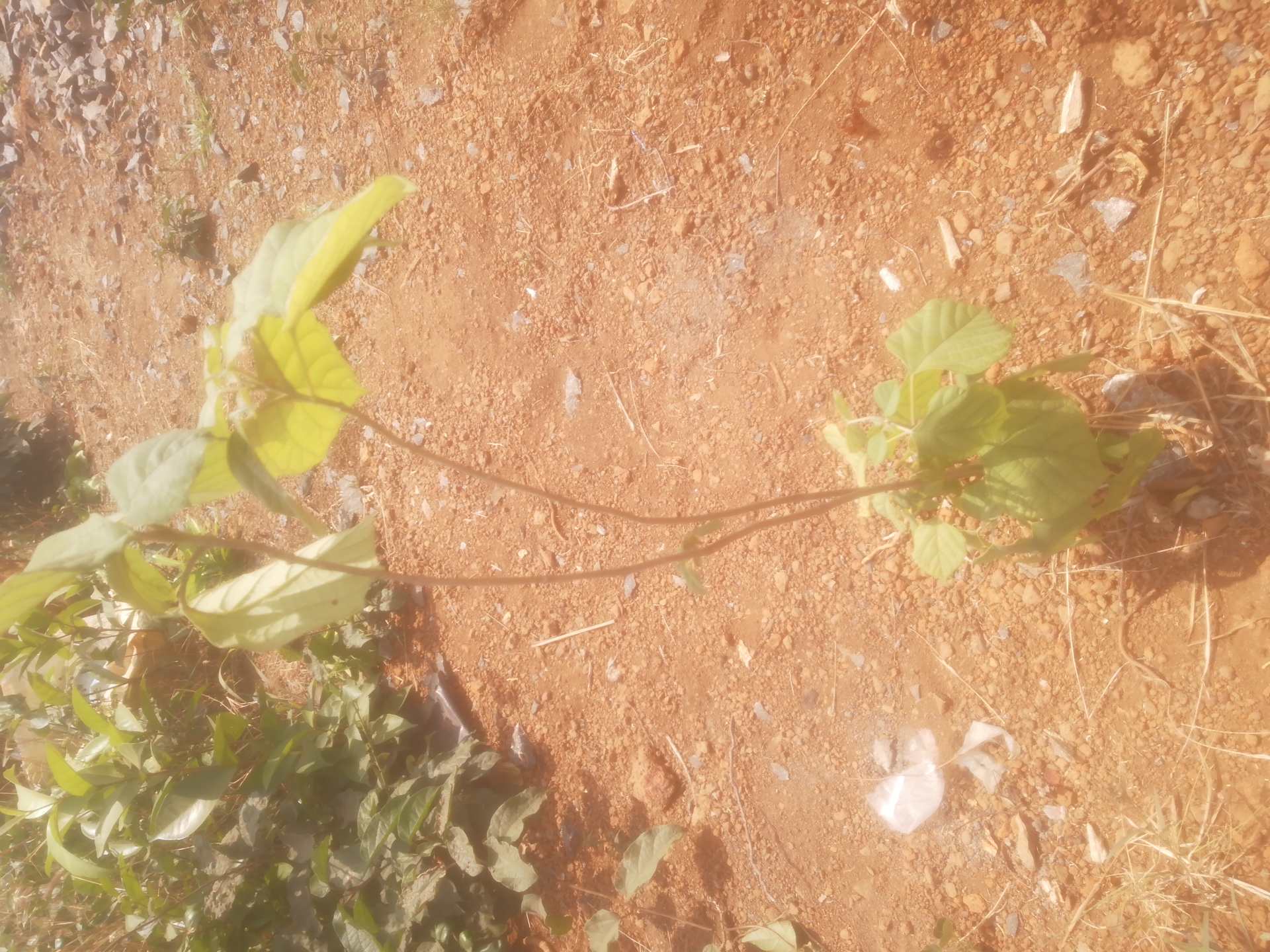 tree