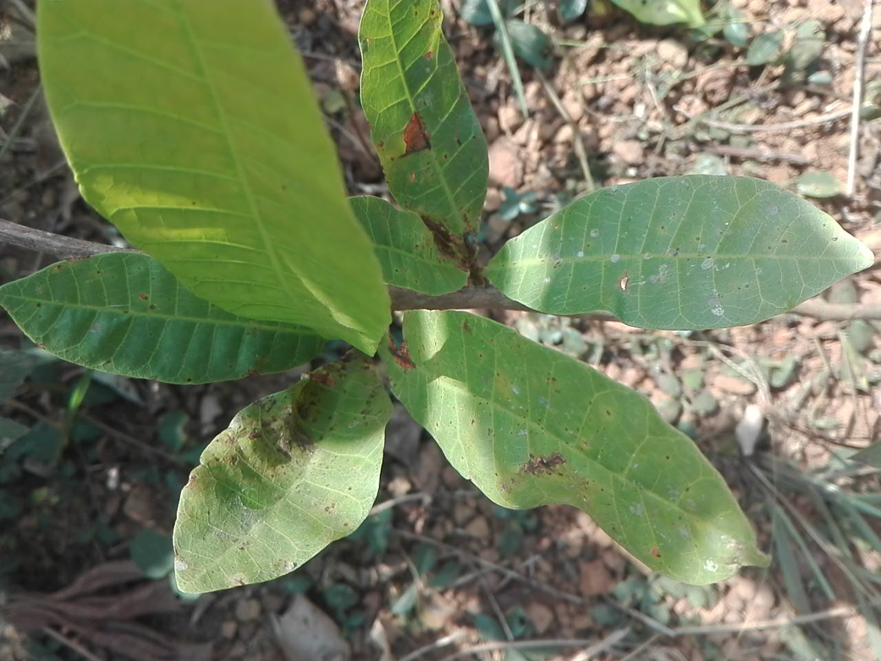 tree