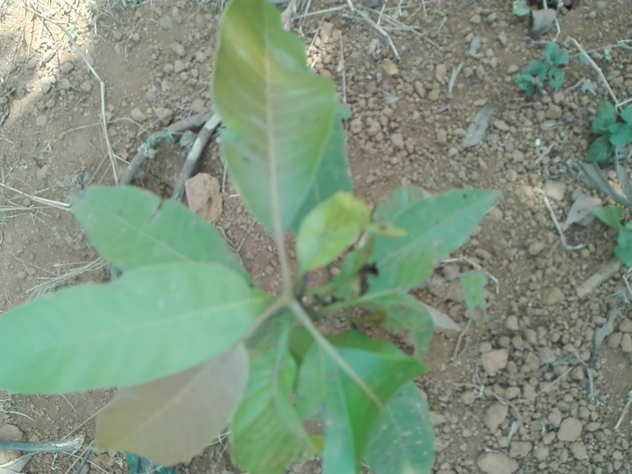tree