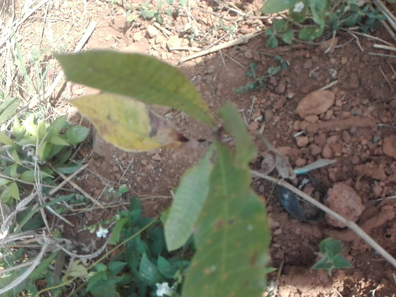 tree