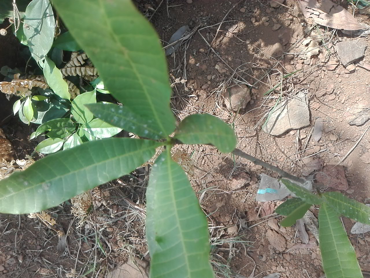 tree