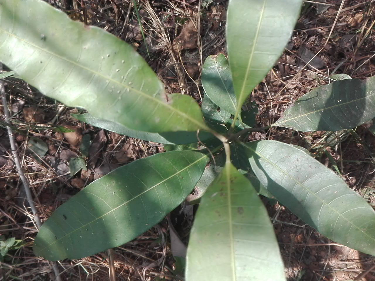 tree