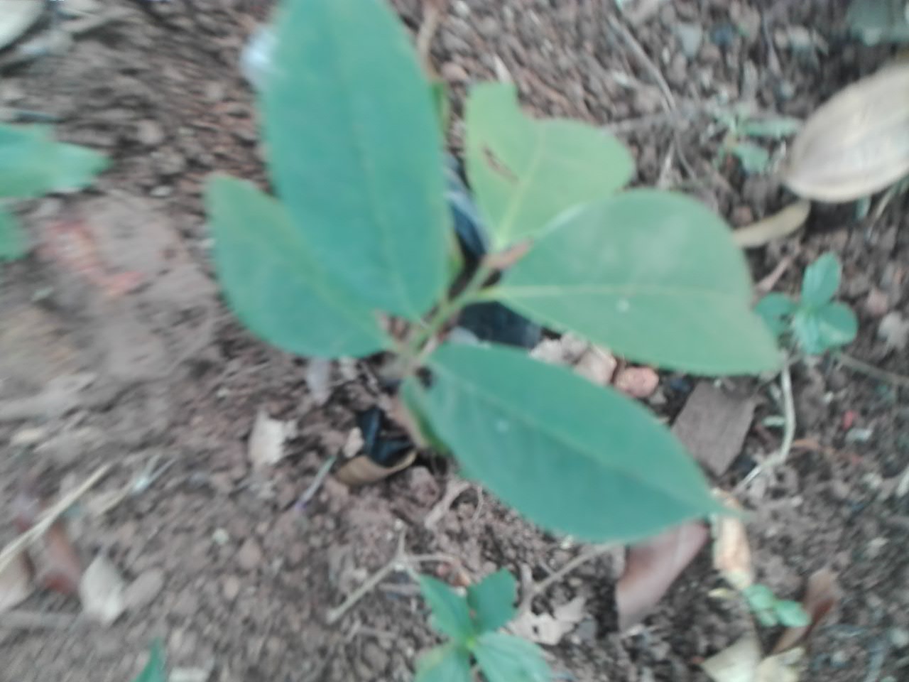 tree