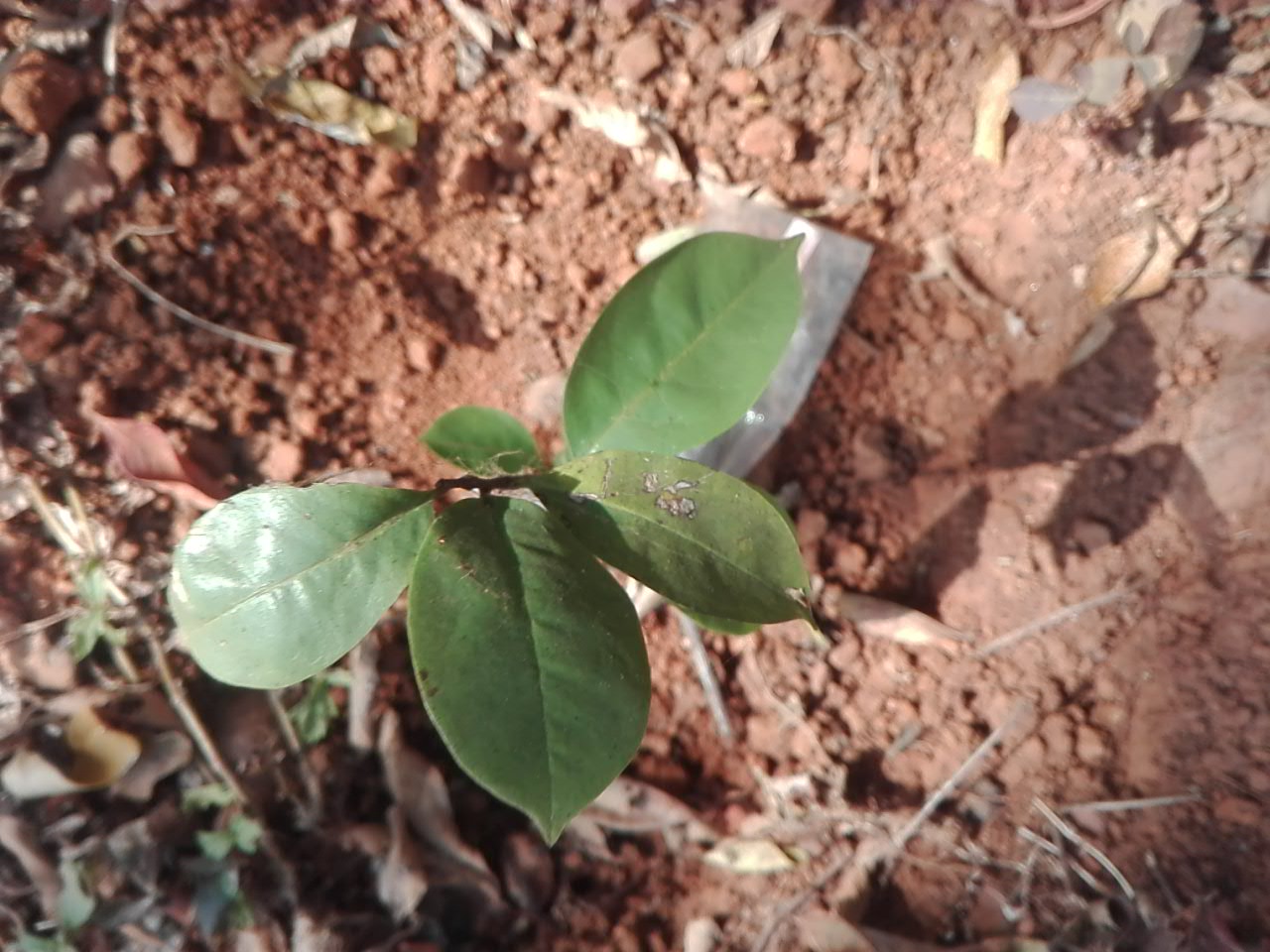 tree