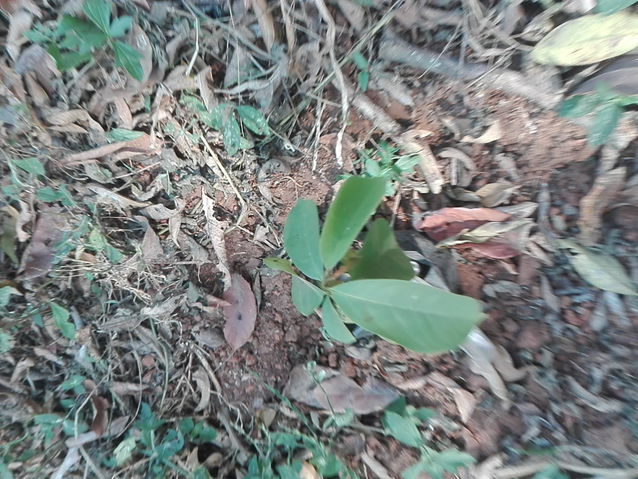tree