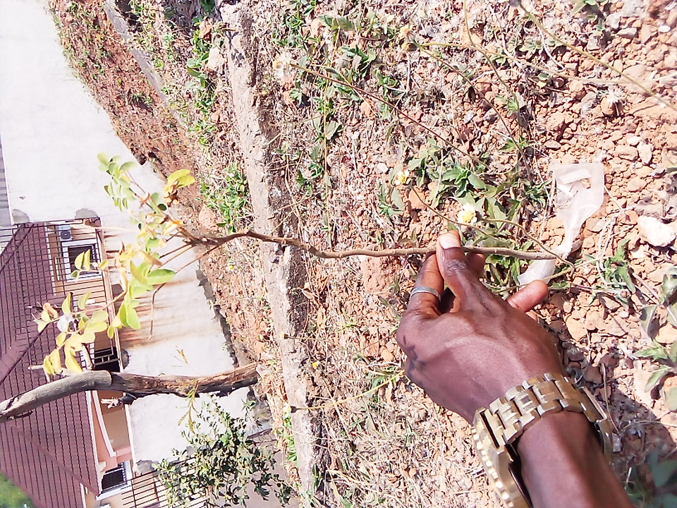 tree