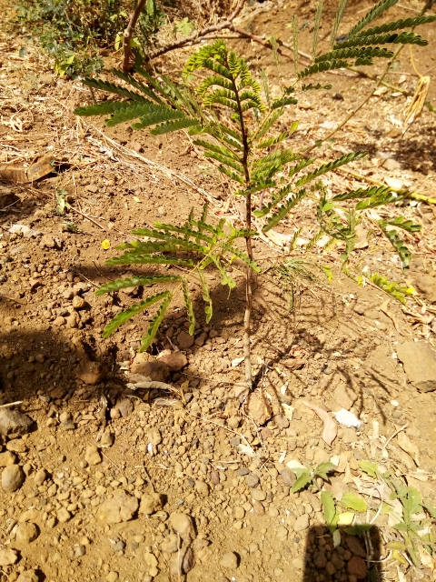 tree