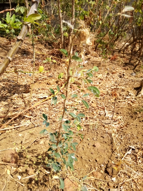 tree