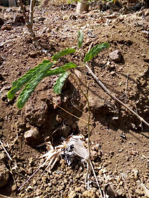tree
