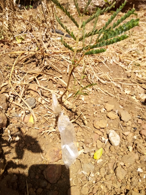 tree