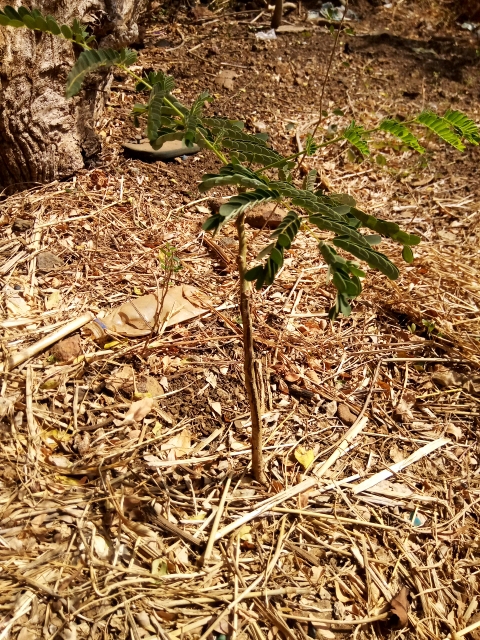 tree