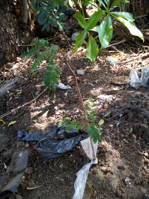 tree