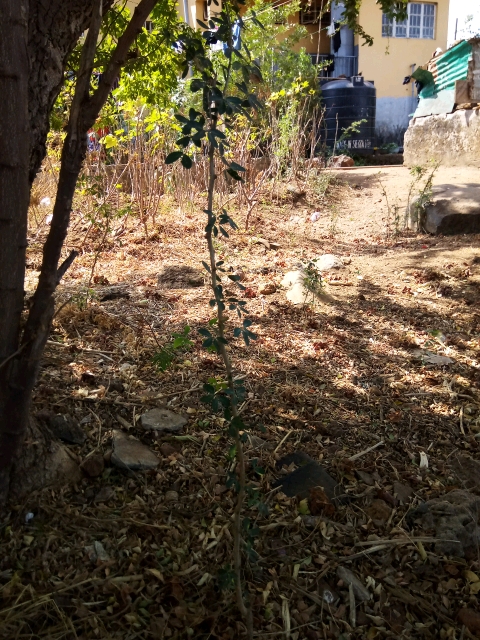 tree