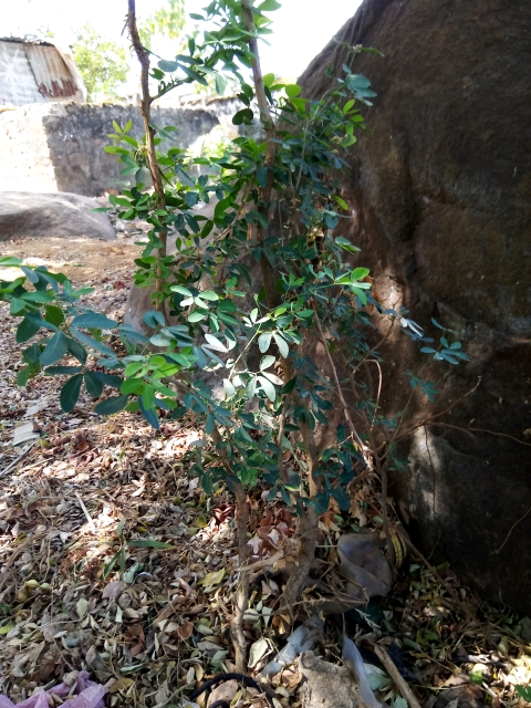 tree