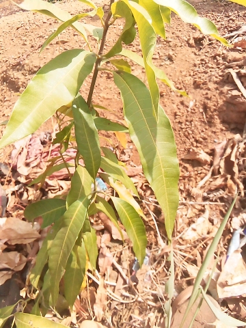 tree