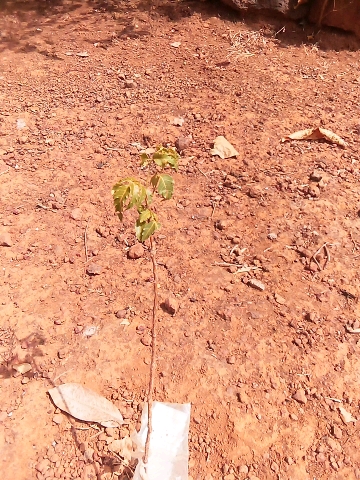tree