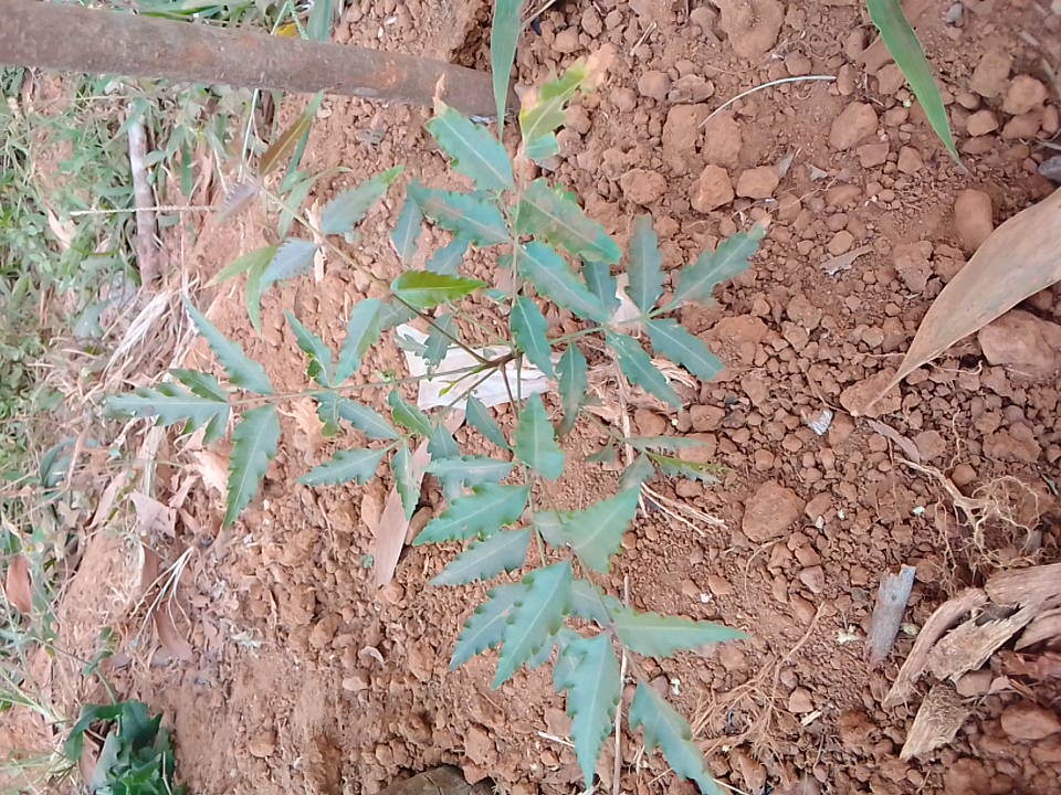 tree