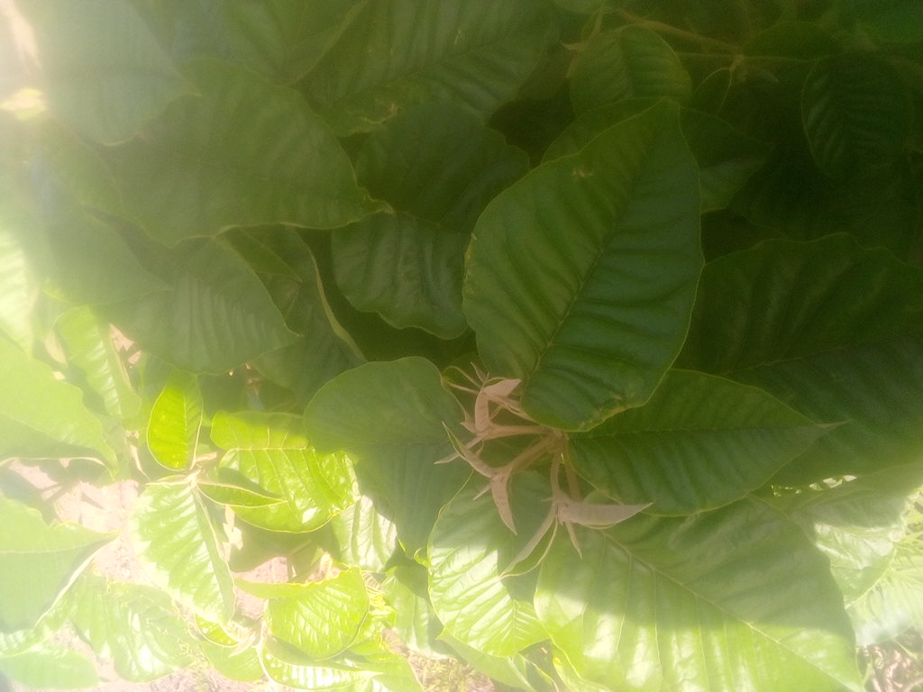tree