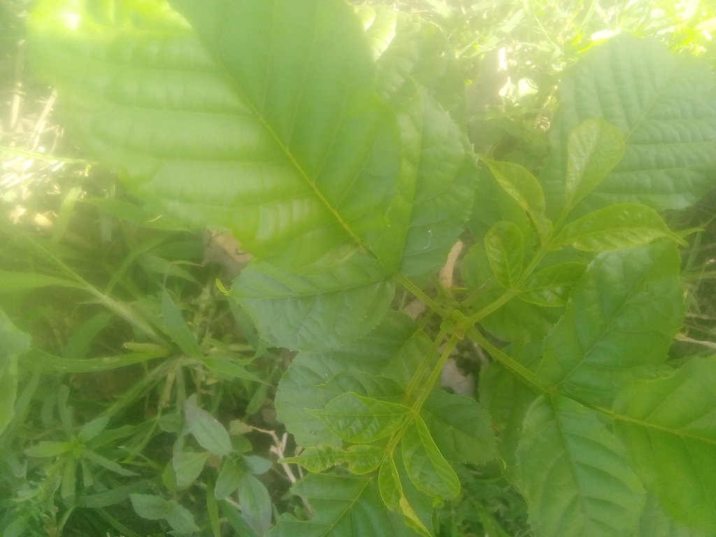 tree