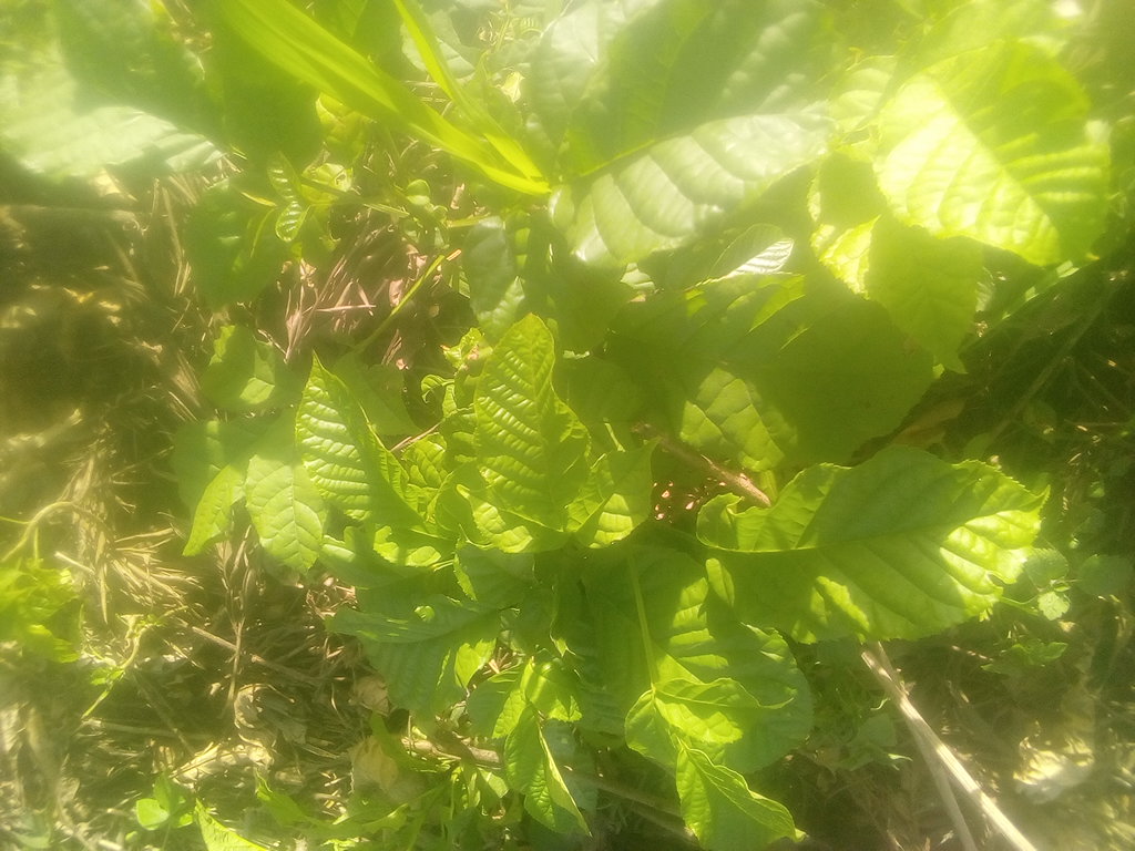 tree