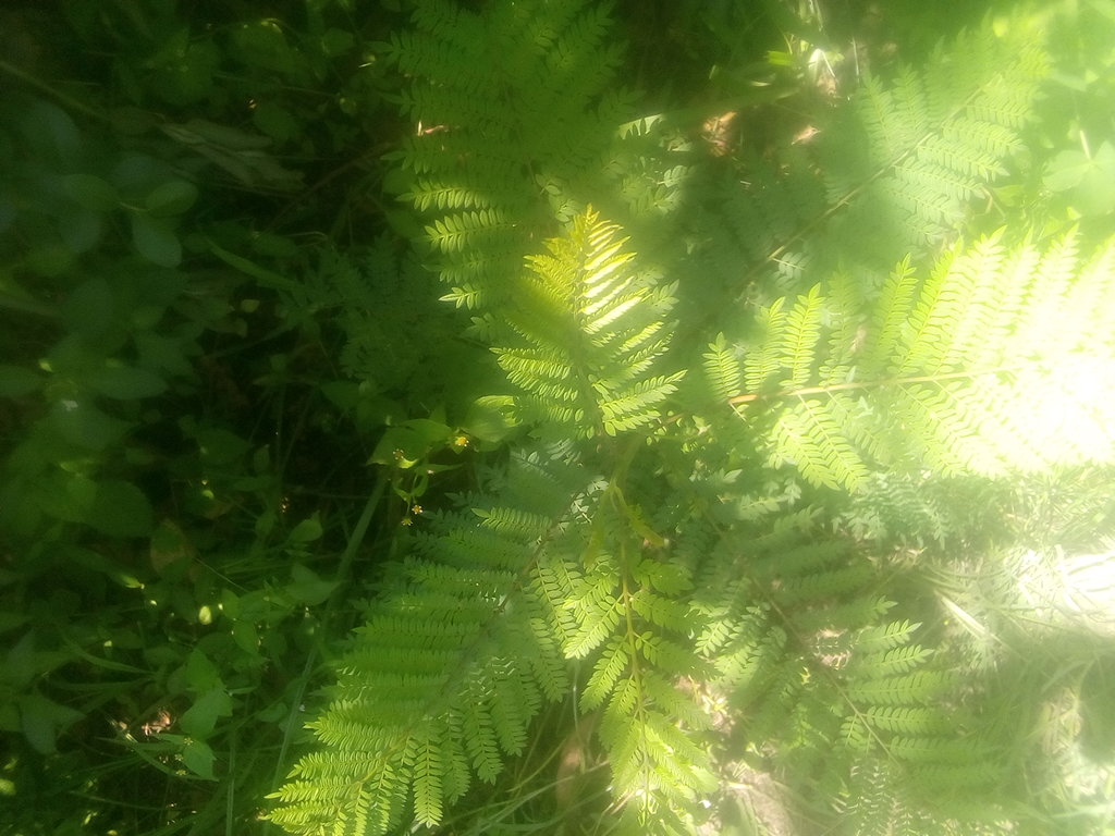 tree