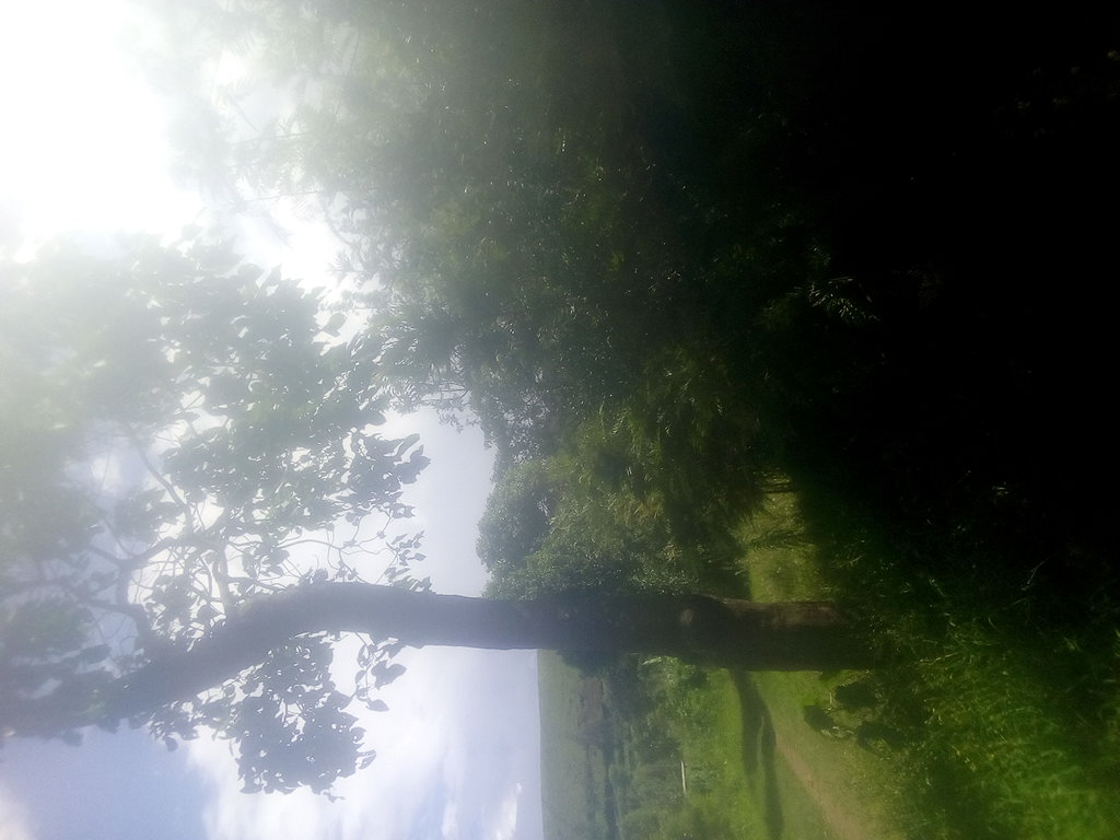 tree