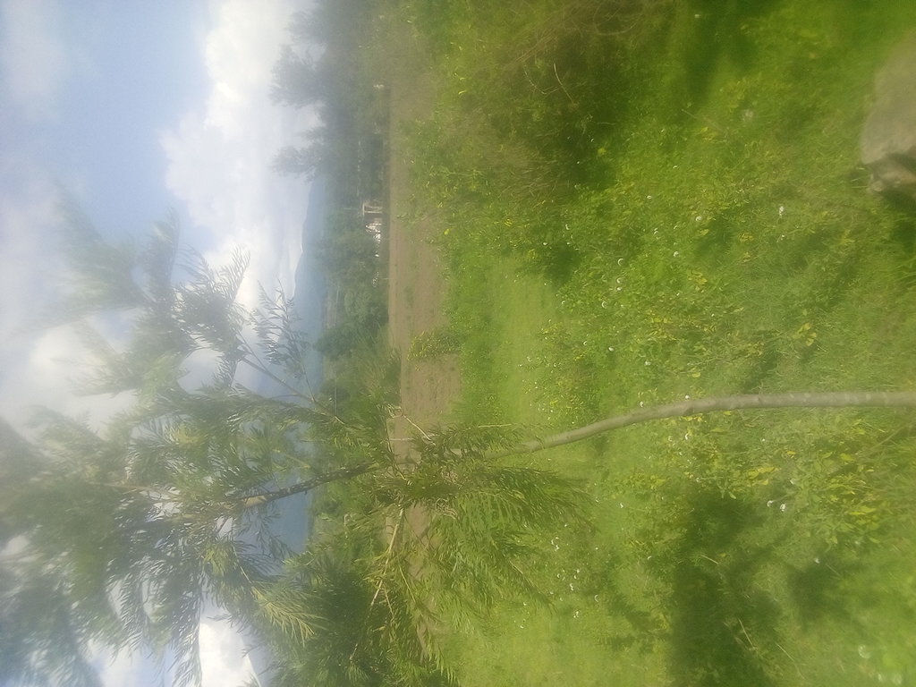 tree