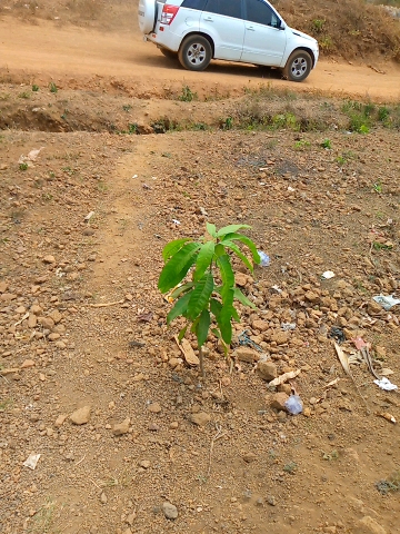 tree