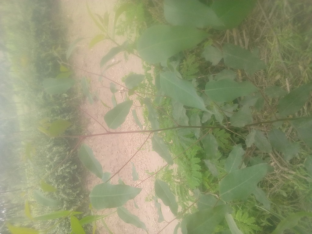 tree
